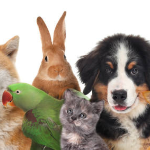Pet